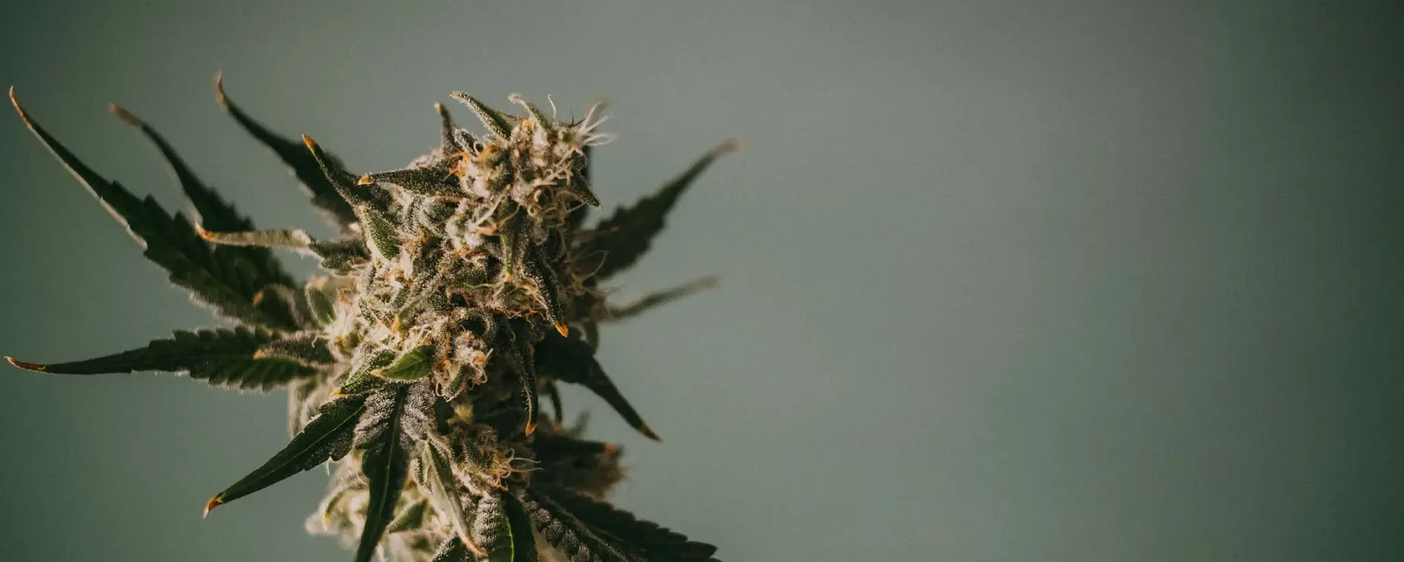 Close-up of a cannabis plant with dense, frosty buds and dark green leaves against a muted background.