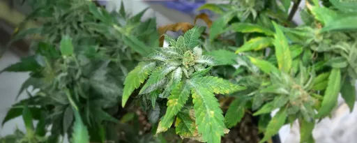 Powdery Mildew on a cannabis plant