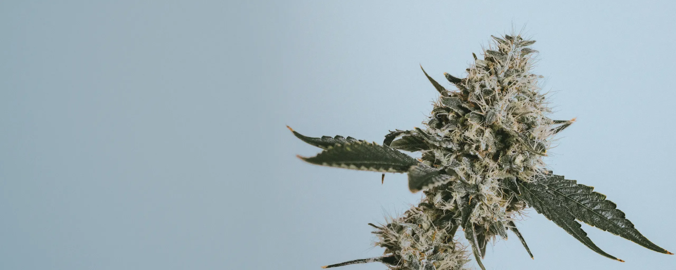 Close-up of a cannabis plant against a light blue background, showcasing detailed buds and dark green leaves.