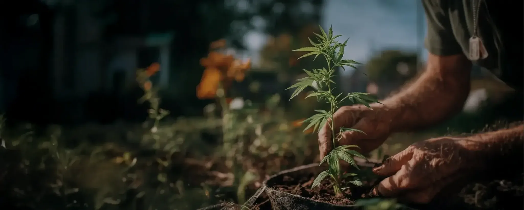 veteran tending to his plants