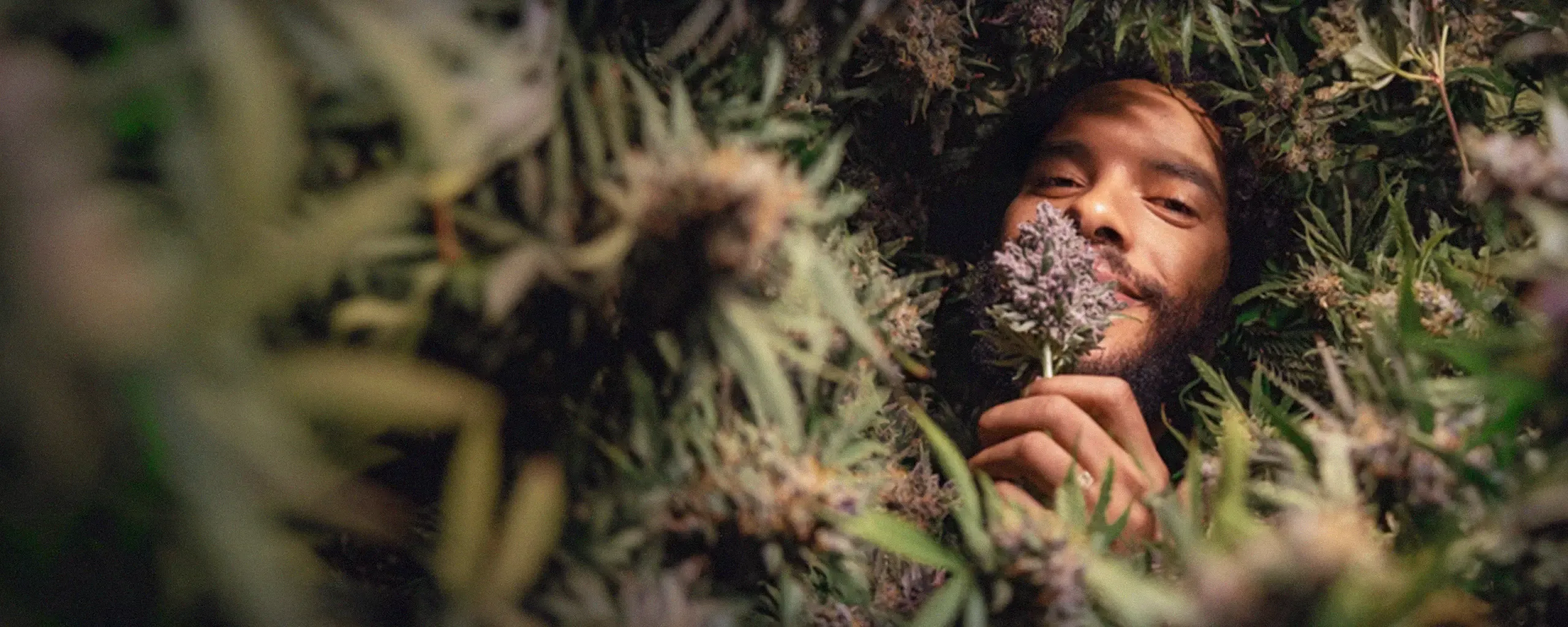 Image shows a man amidst a field of cannabis buds. He is looking at the viewer, gently smiling and smelling a cannabis bud.