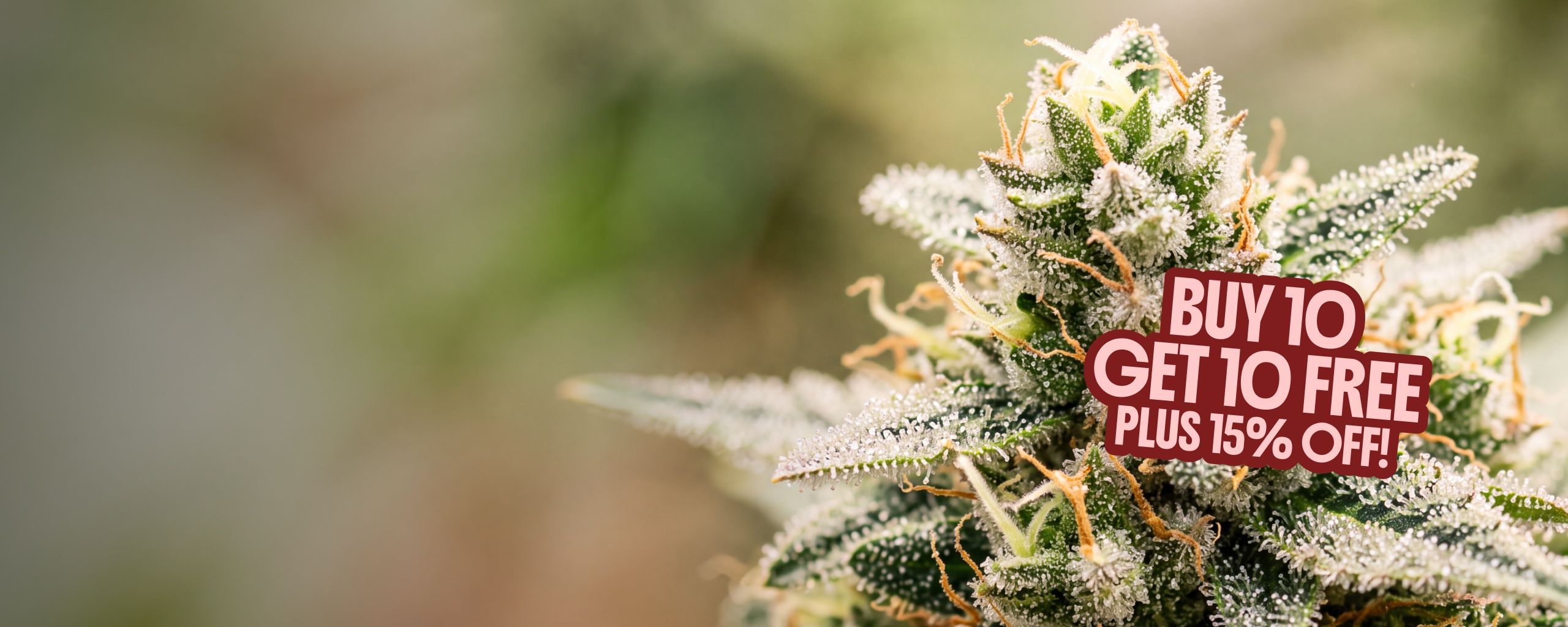 ILGM - Strongest Strains Sale - Desktop