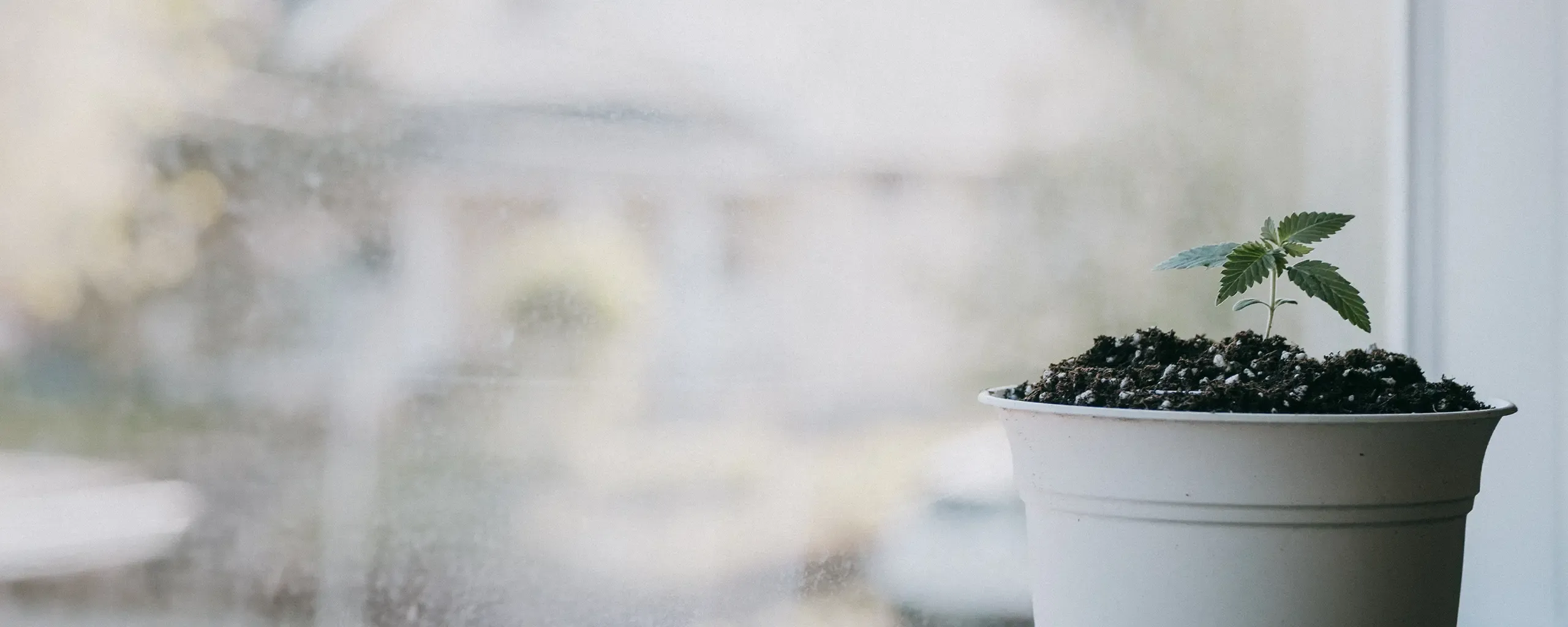 A small green plant in a white pot sits on a windowsill, with a blurred outdoor view in the background.