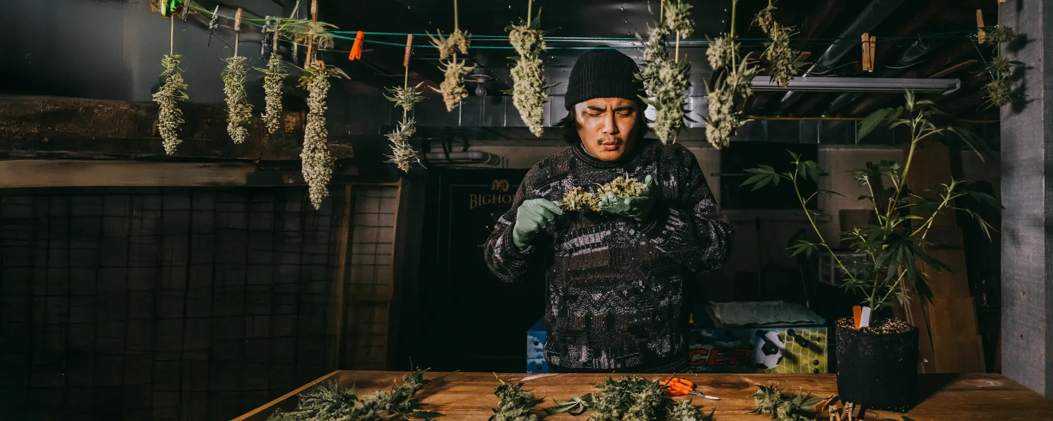 Person in a dimly lit room trimming cannabis plants, with various buds hanging on strings above a wooden table.