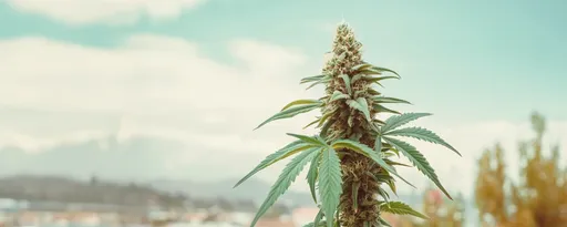 Cannabis plant in northern california