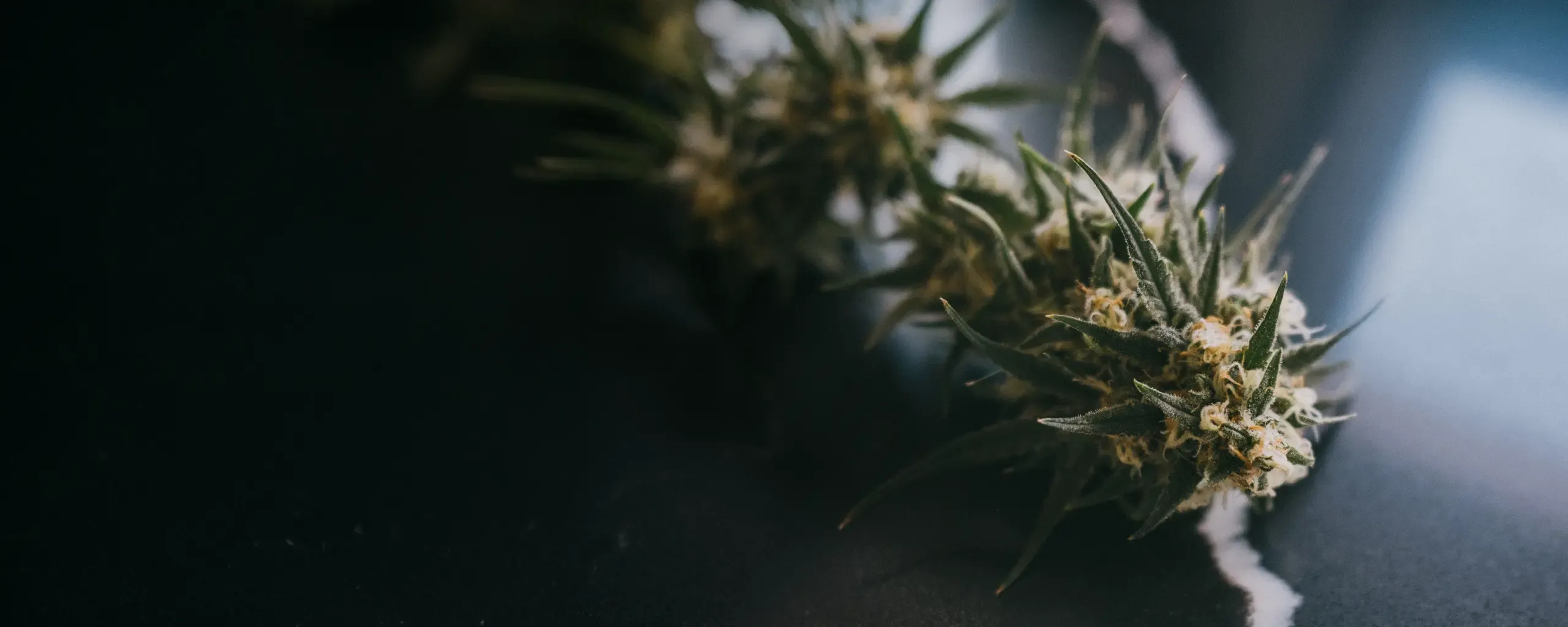 Close-up of a cannabis plant with sharp, spiky leaves and small buds, set against a dark, blurred background.
