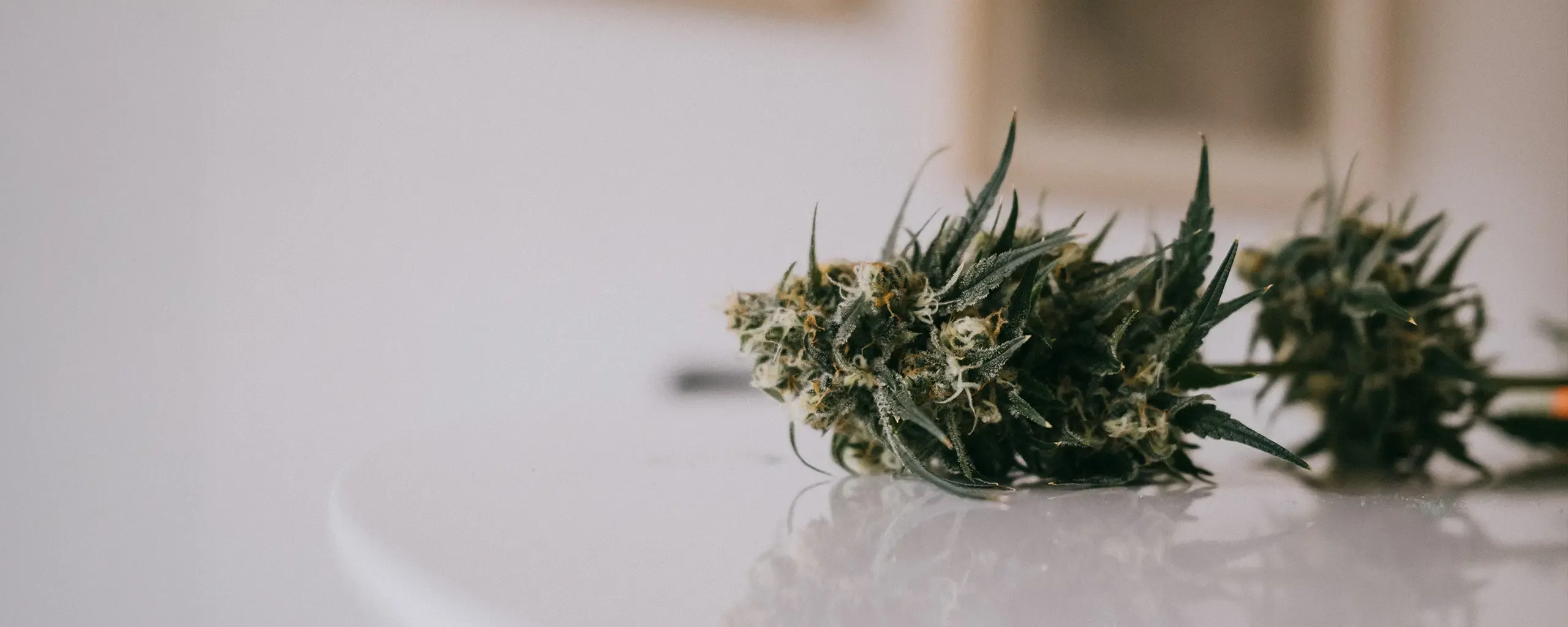 Close-up of a cannabis bud with green leaves and white trichomes, placed on a smooth white surface, against a blurred background.
