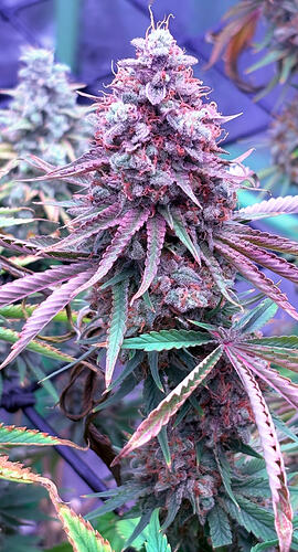 1 Girl Scout Cookies Extreme ScottsBuds