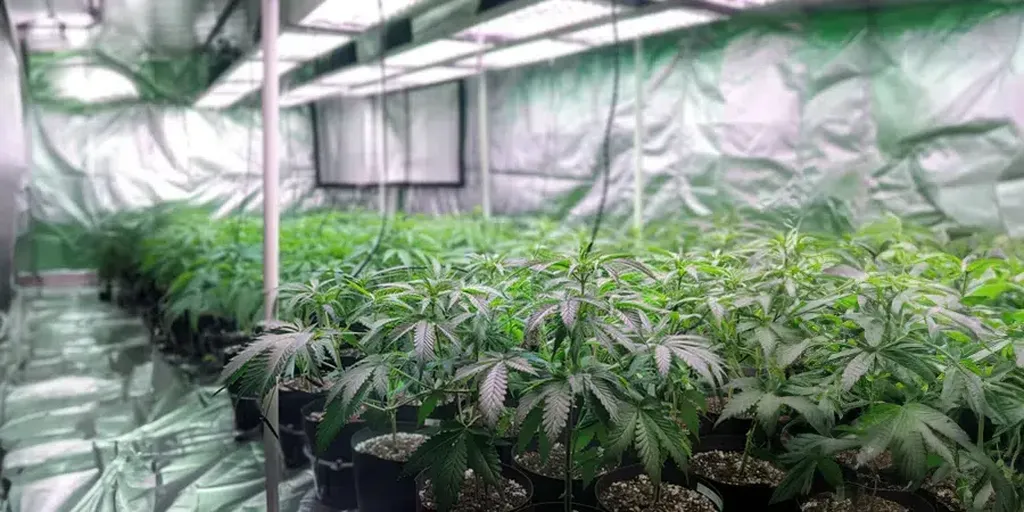 A set of mature cannabis plants inside a grow tent, ready for transition to the flowering phase, showcasing healthy leaves and strong stems.