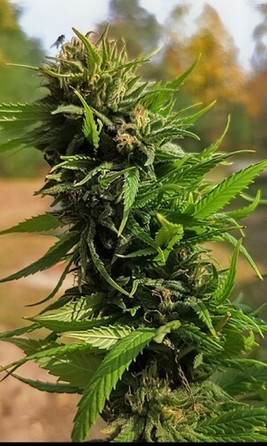 5 Blueberry CBD - Mucluc - June 2026 (2)
