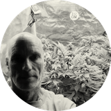 A man in a white shirt stands next to cannabis plants inside a grow tent, with reflective walls and a small "I ❤️ GM" sticker visible.