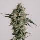 Feminized Cannabis Seeds