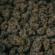 Cannabis Seed Deals