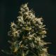 All Cannabis Seeds