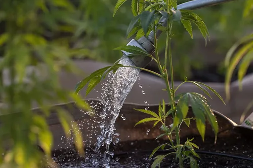 Watering cannabis plants using a hose