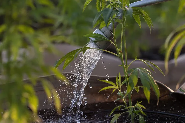 Watering cannabis plants using a hose