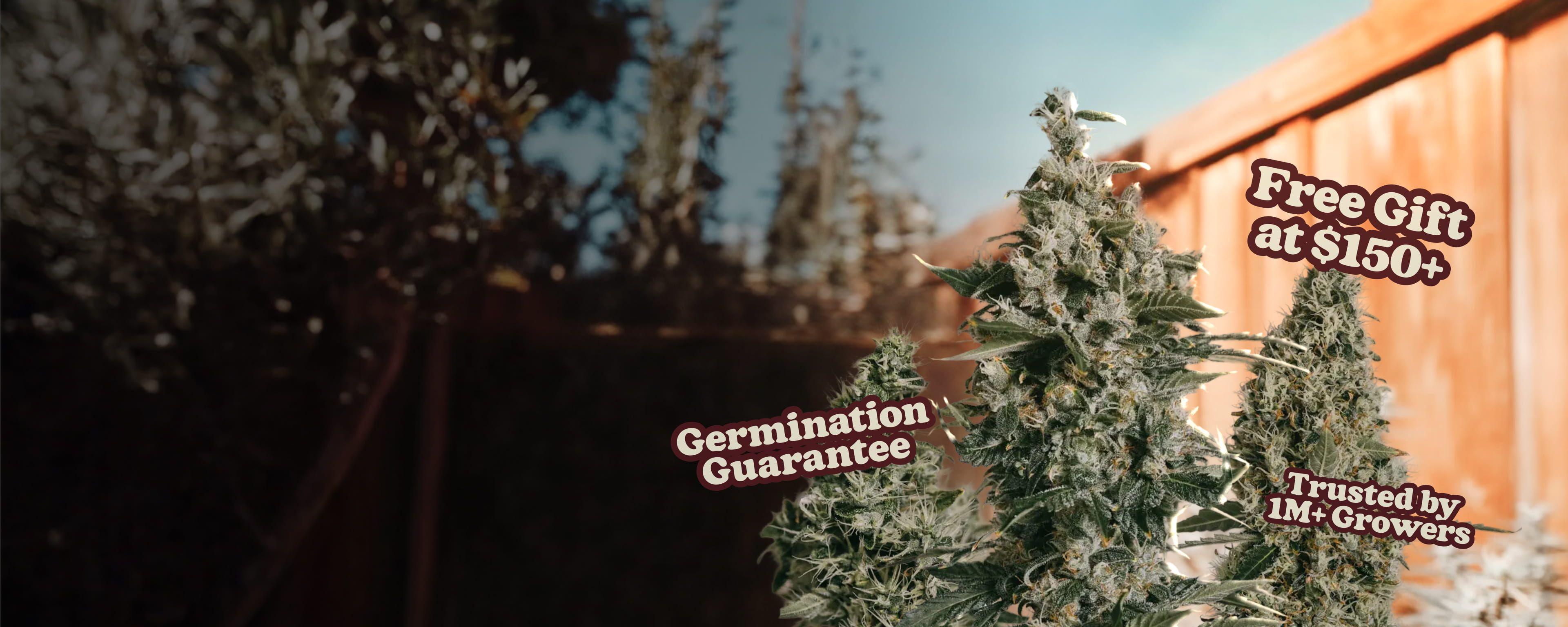 IGLM - Garden Week Sale - Desktop