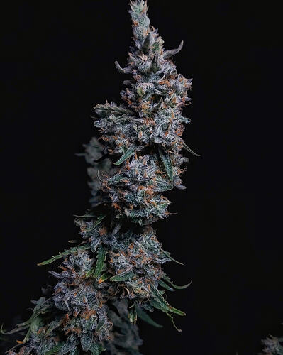 4 Gelato Auto - Aeromatics - June 2026 (2)