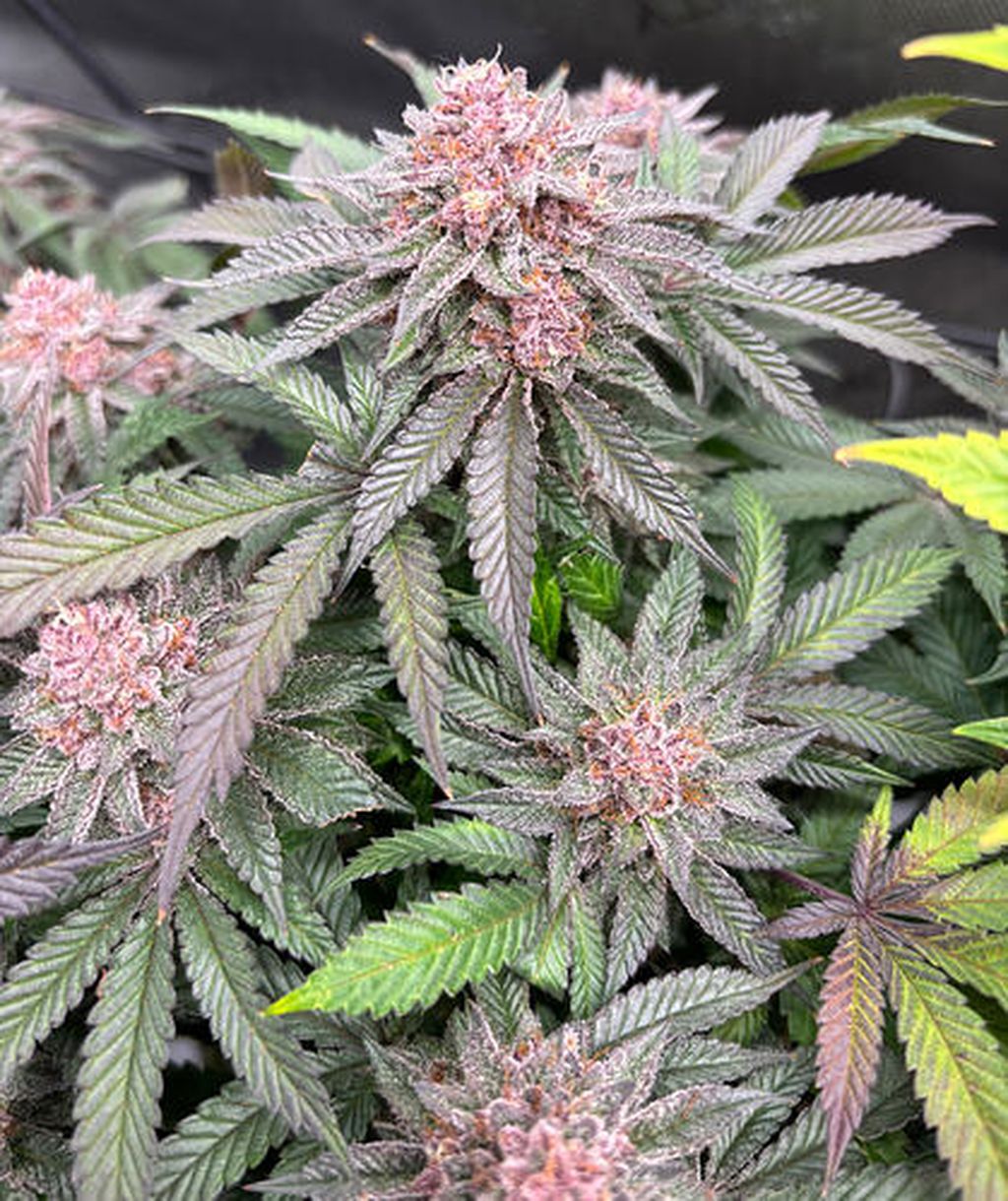 5 Tangie Queen AJs_Stash