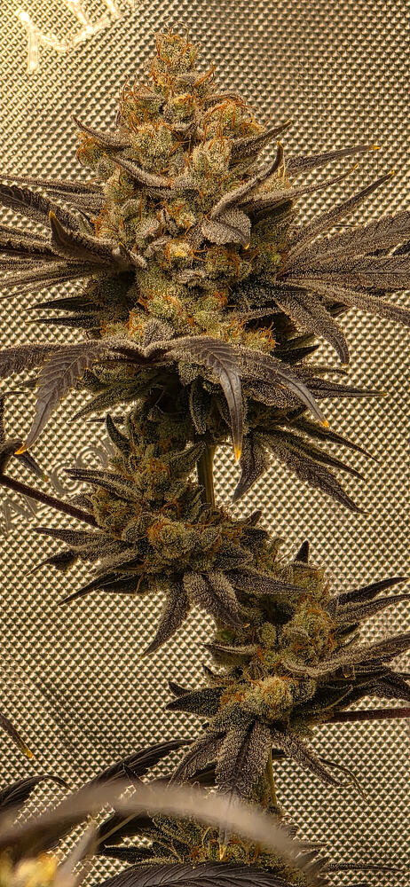 1 LA Confidential plumbdand