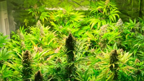 Best LED Grow Lights for Cannabis Growing (2026)