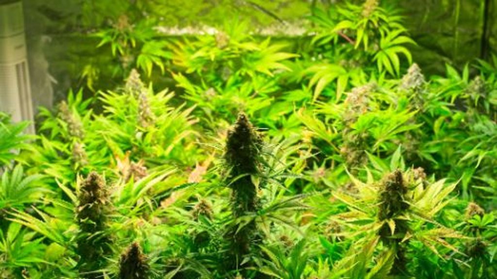 LED grow lighting helps regulate cannabis growth with consistent light exposure and lower heat. How LED Grow Lights Impact Cannabis Growth