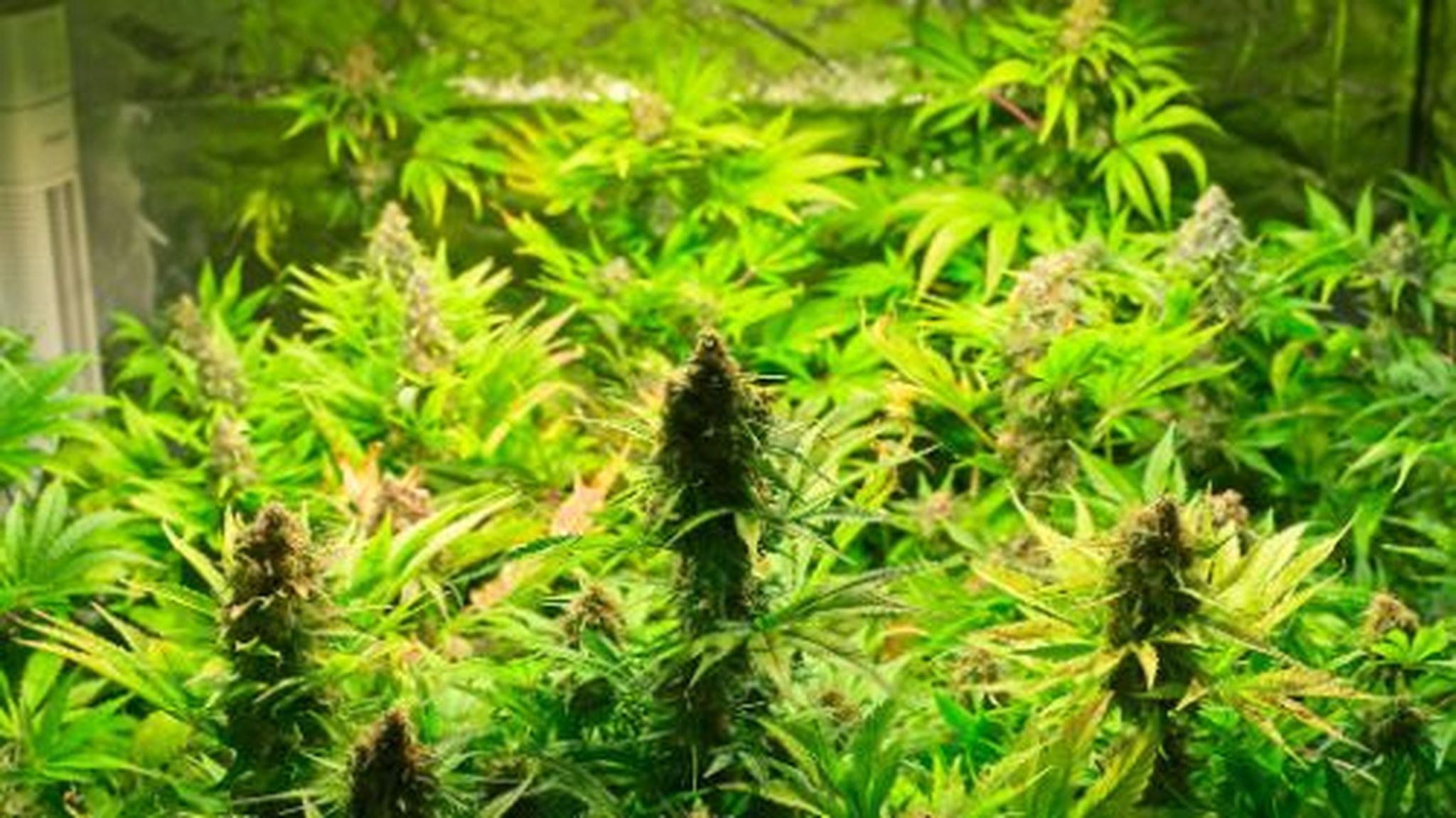 How LED Grow Lights Impact Cannabis Growth