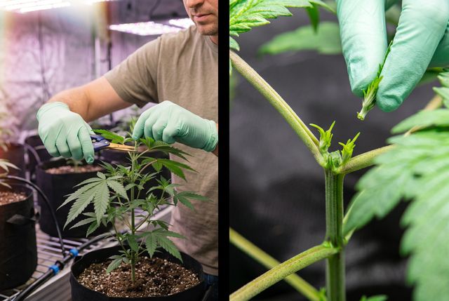 Topping removes the whole tip for 2 colas. Side-by-side cannabis plants showing how much of the top is removed.