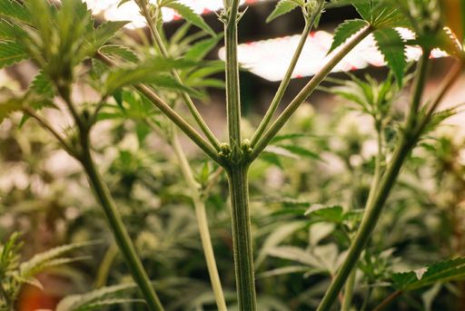Cannabis plant with male parts and how to spot them Cannabis plant with male parts