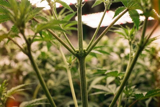 Cannabis plant with male parts and how to spot them Cannabis plant with male parts