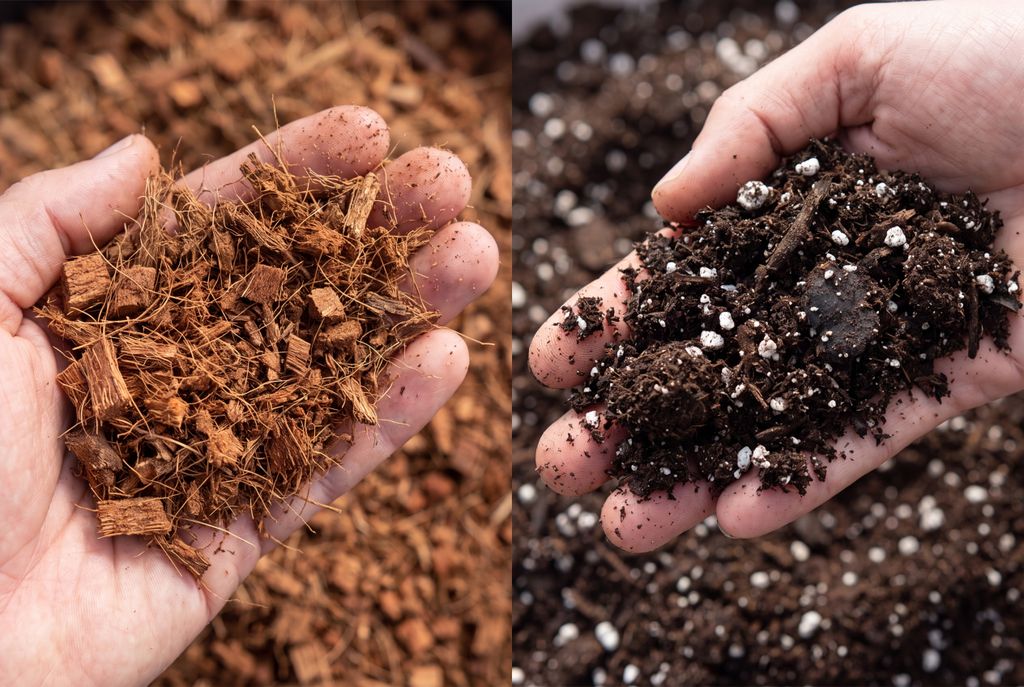 Soil and coco coir side by side as cannabis grow mediums. Soil is rich and natural, while coco coir is light, airy, and drains well.