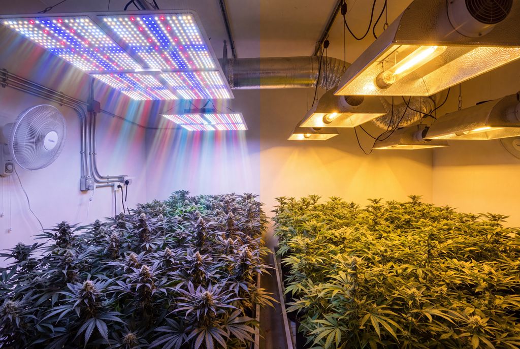 Cannabis grow lights hanging above healthy indoor plants. The lights help give the plants steady, controlled light so they can grow strong even without natural sunlight.