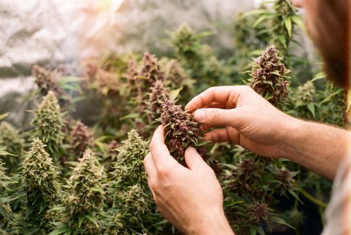 Healthy cannabis leaves inside a grow tent. Hands gently holding healthy cannabis leaves inside a grow tent, showing fresh green growth under soft grow lights.