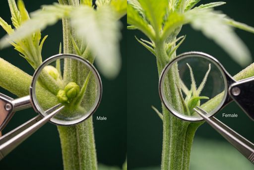 Two magnifying glasses being used to spot the early differences between male and female weed plants.