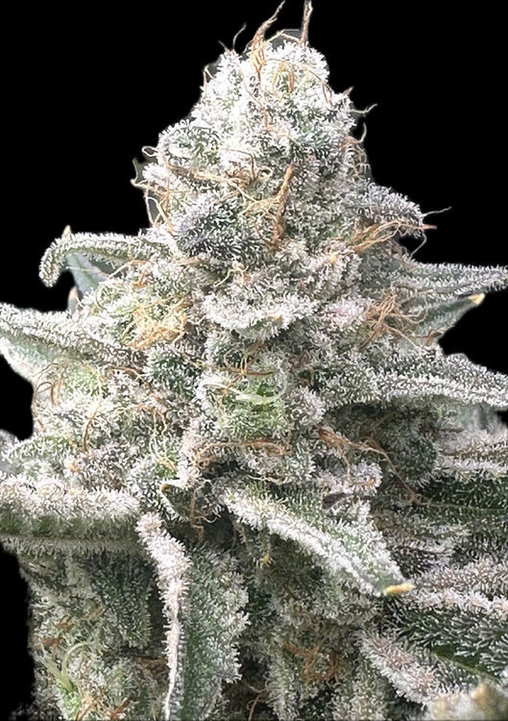 2 Pineapple Cream Cake Growdoc (1)