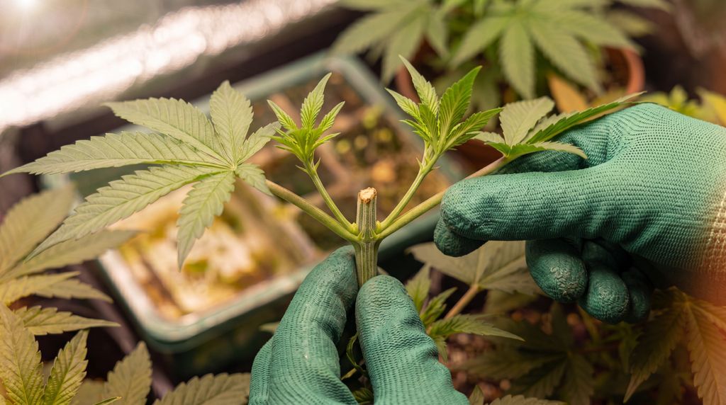 Topping helps cannabis grow wider, stronger, and bushier by redirecting energy to the side branches. A cannabis plant with its top cut off, showing the topping technique.
