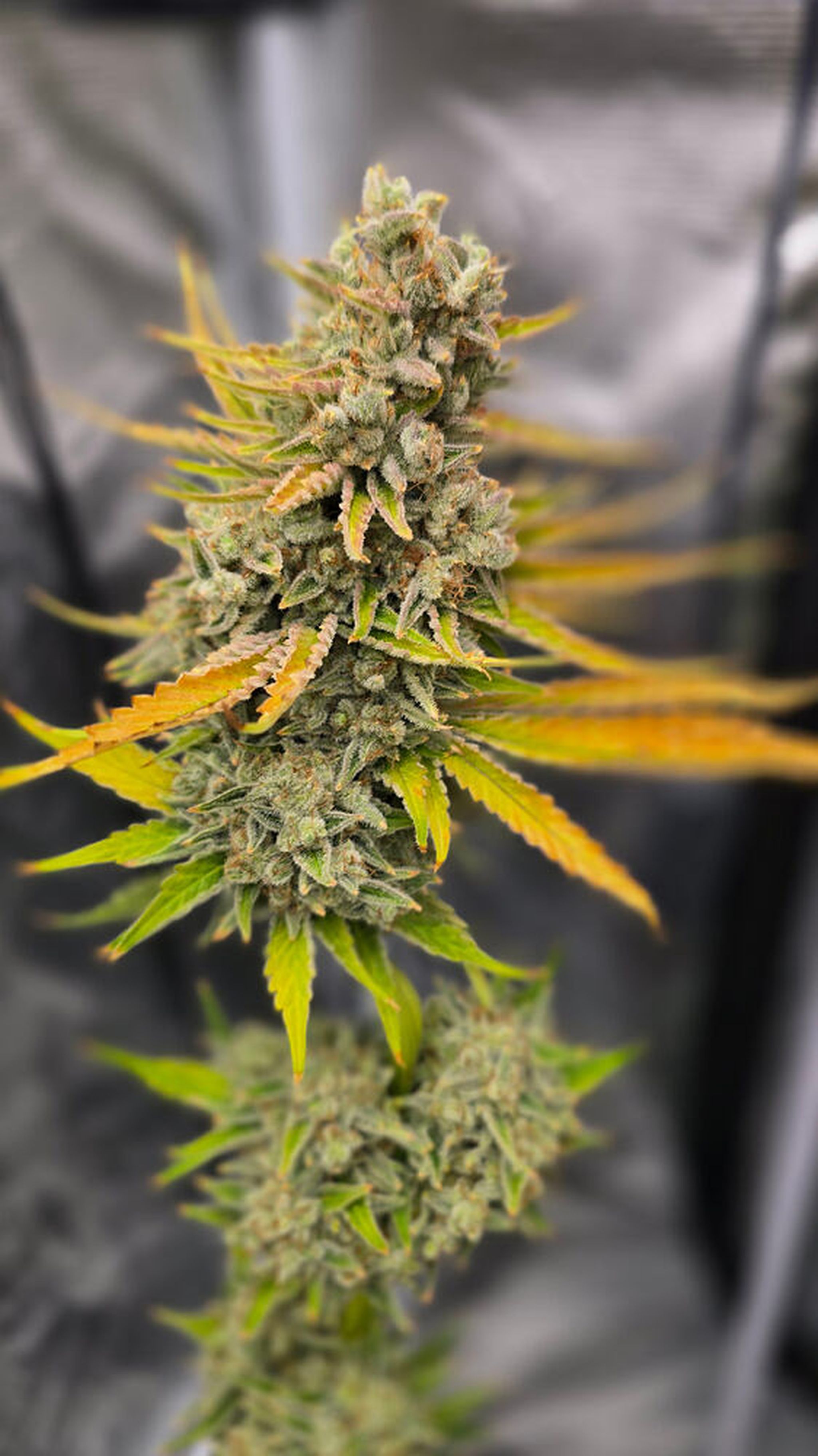 SeaOhAreWhy-Blue-Cheese