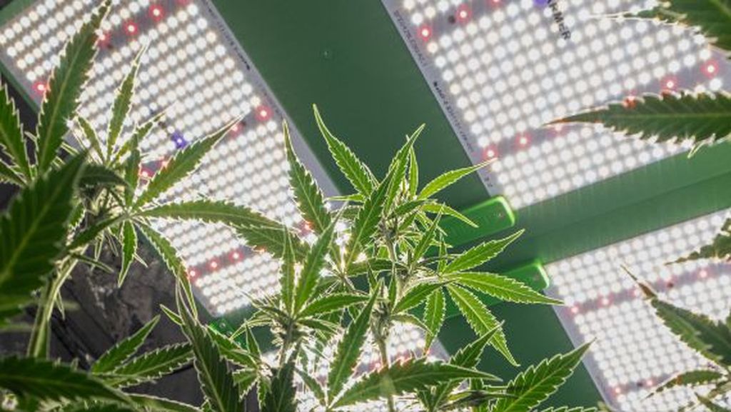 Positioning LED lights in a grow tent to achieve a balanced light spread and performance. LED Grow Lights vs. HPS and Fluorescent Lights
