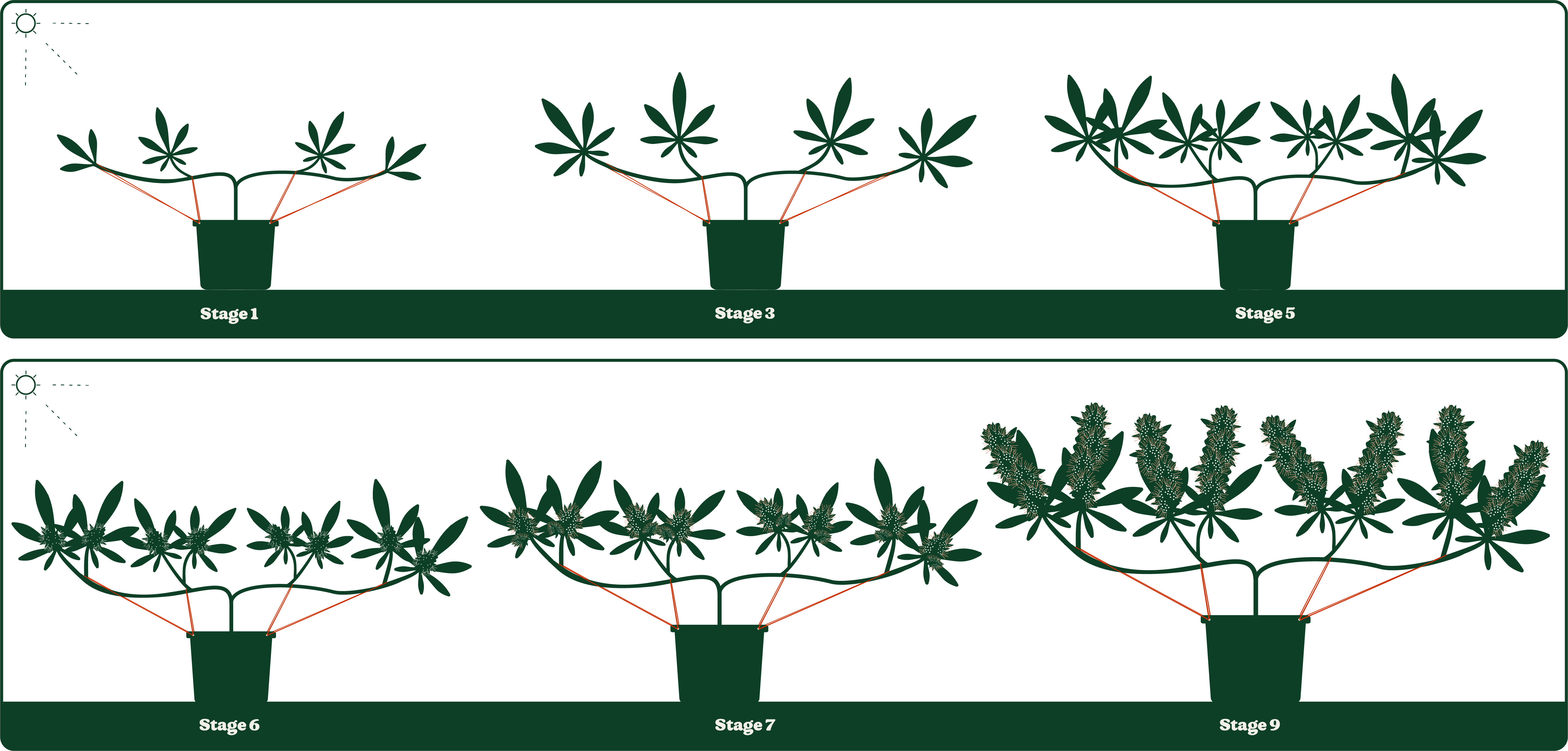 Illustration of a plant's growth stages, from small sprouts to mature plants with flowers, shown in nine sequential stages.