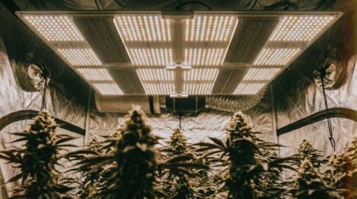 Best LED Grow Lights