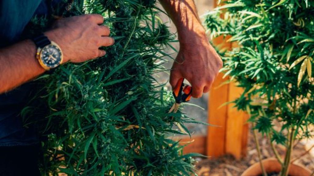 Cannabis accessories like trimming scissors are used at specific stages, especially during harvest and processing. What Each Stage of the Grow Actually Needs