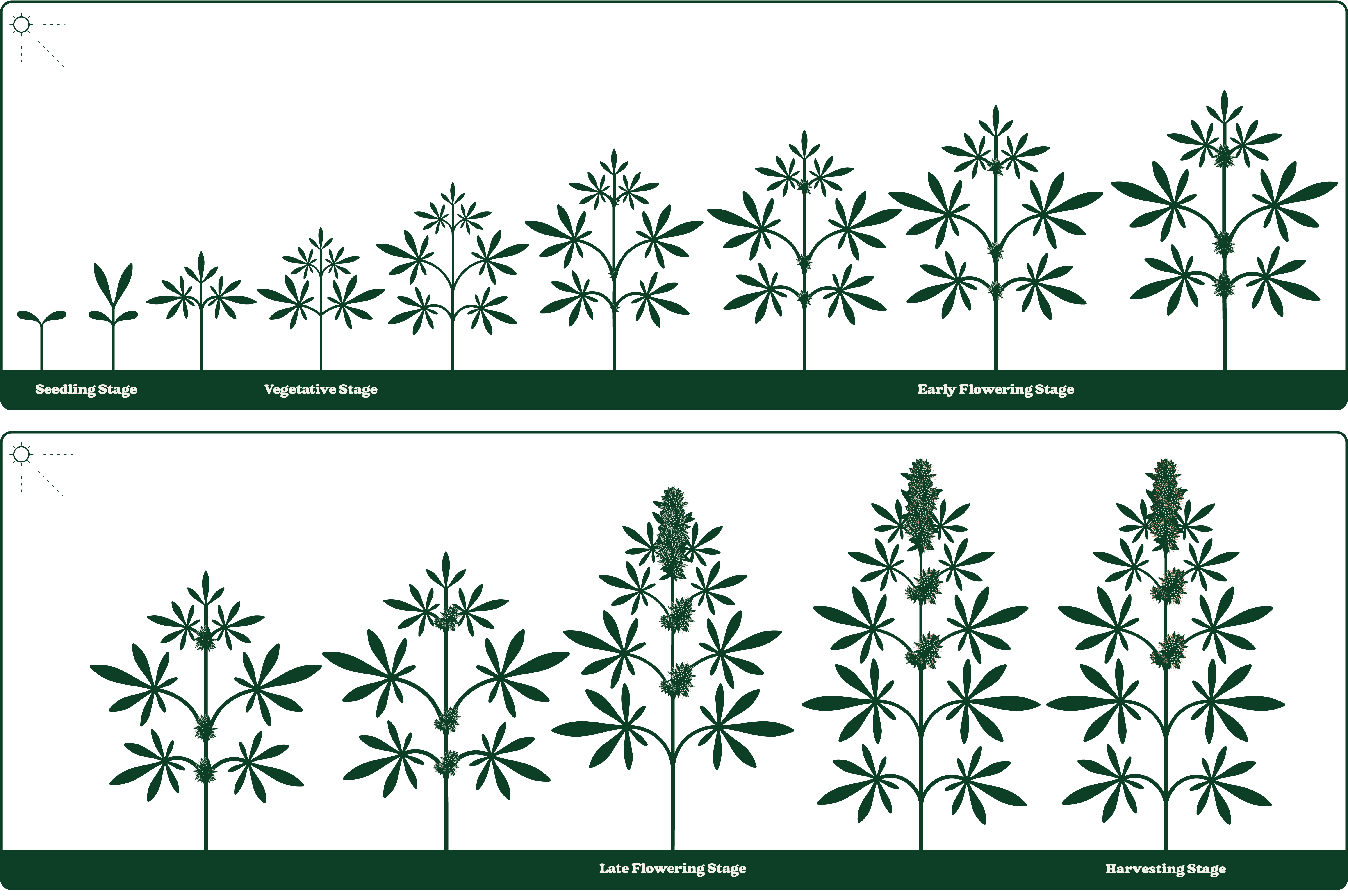Illustration of plant growth stages: seedling, vegetative, flowering, and harvesting, showing gradual increase in size and complexity.
