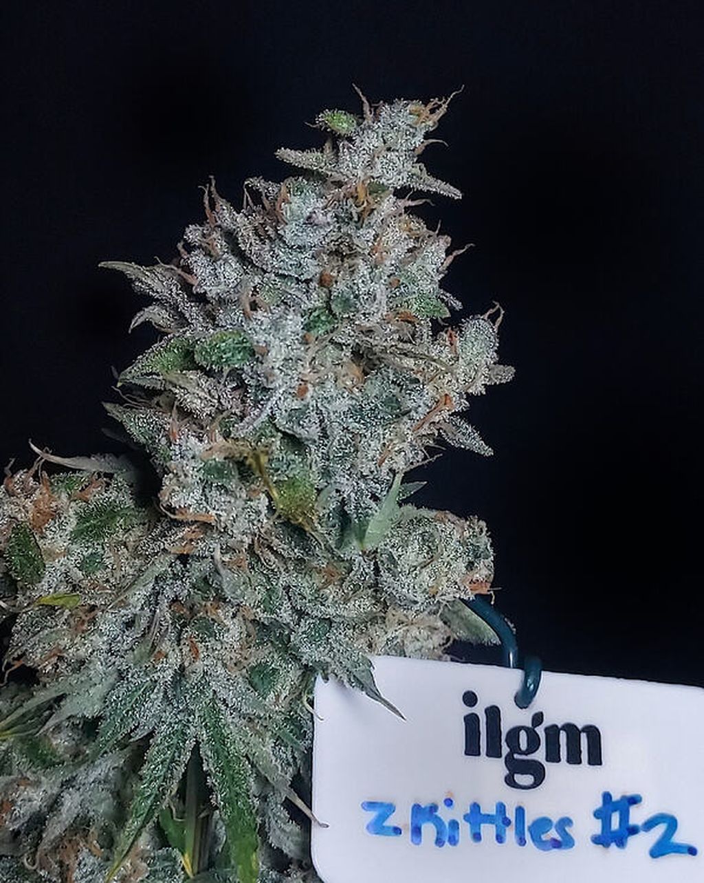 6 Zkittelz Auto Aeromatics