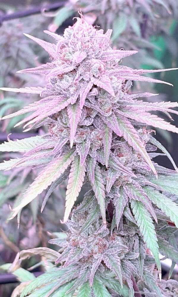 1 Godfather OG Scottsbuds