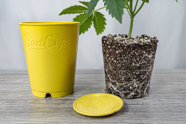 budcups from budtrainer