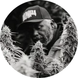 Man in a cap examines flowering cannabis plants closely, surrounded by dense foliage. Black and white image.