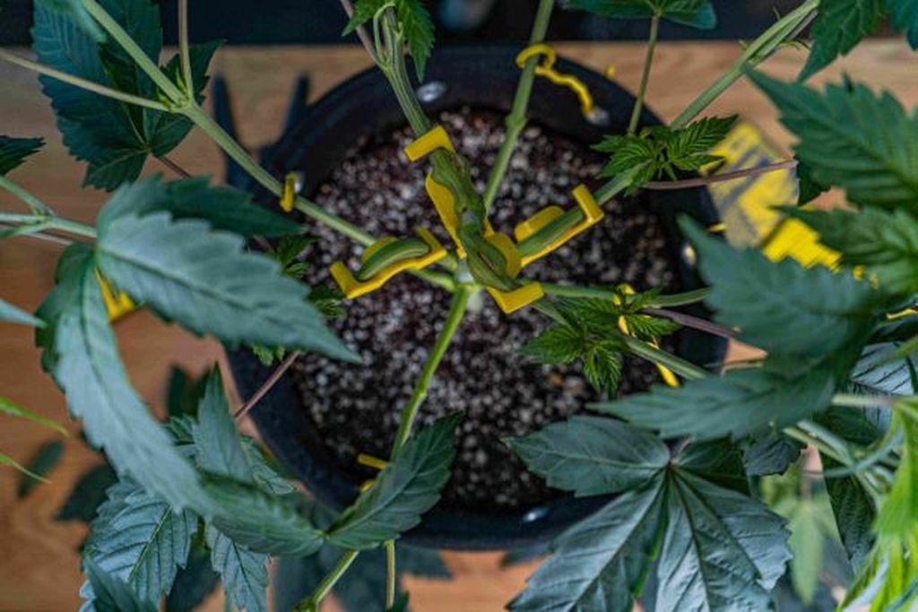 BudTrainer BudClips - Best LST Clips for Canopy Training