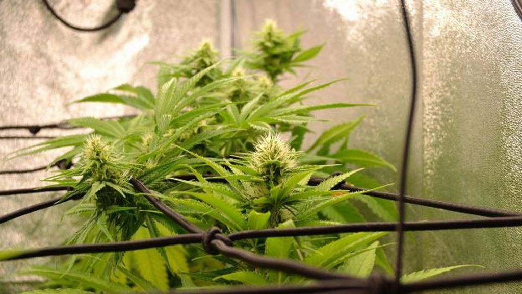 Grow tent with cannabis plants in a SCROG net, highlighting the importance of proper spacing and airflow. Mistakes New Growers Make (and How to Avoid Them)