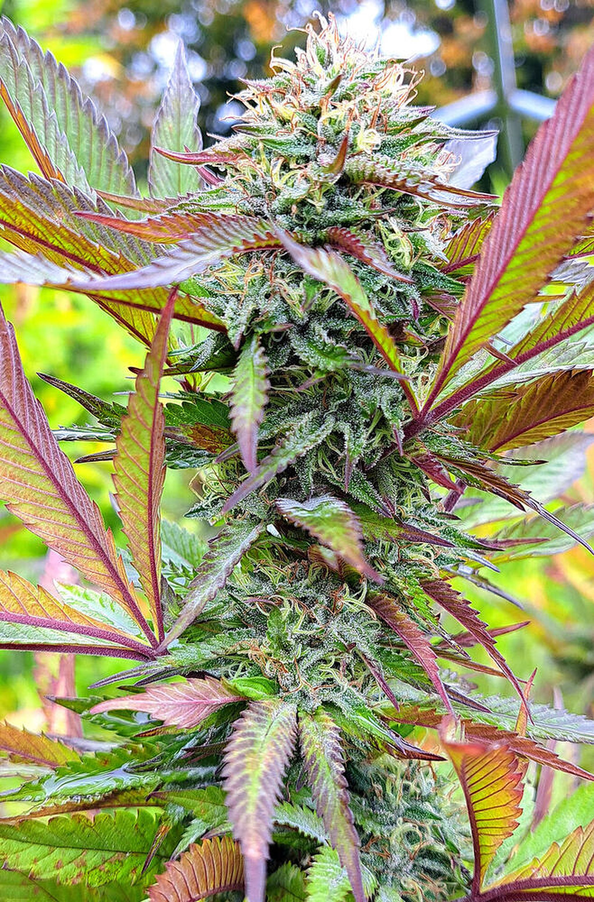 3 Apple Fritter DirtMob