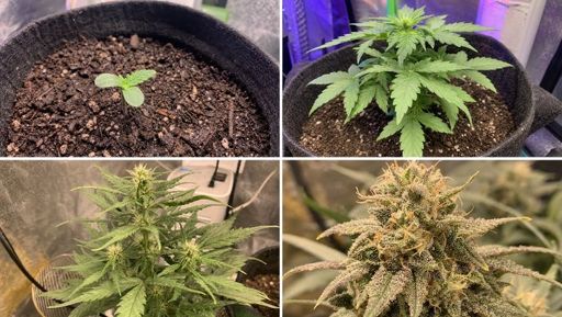 different autoflower stages